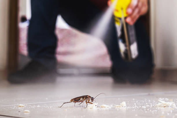 Best Spider Control Near Me  in Bon Aqua Junction, TN